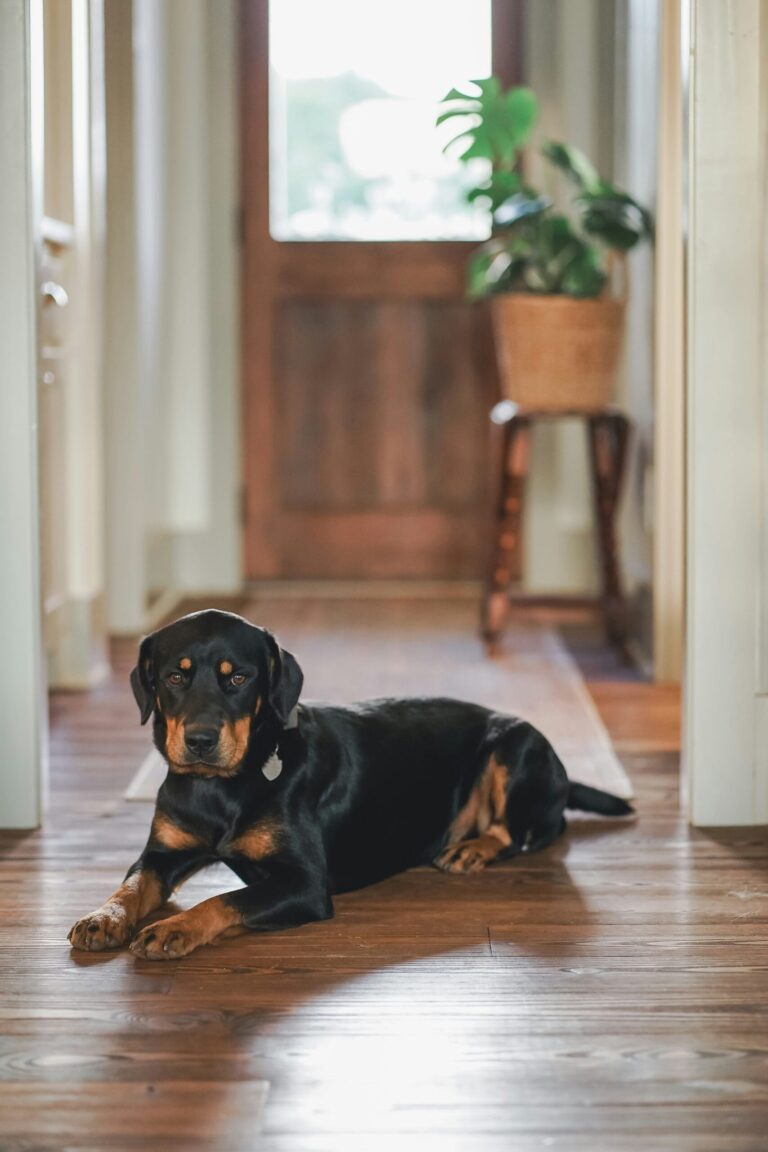 A Rottweiler lying on a wooden floor in a hallway with a plant in the background.